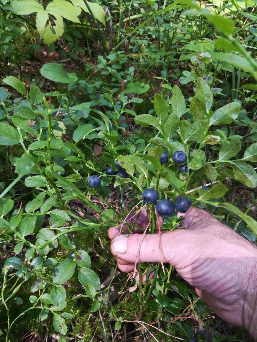     Источник: Группа ВКонтакте «Грибная Академия»