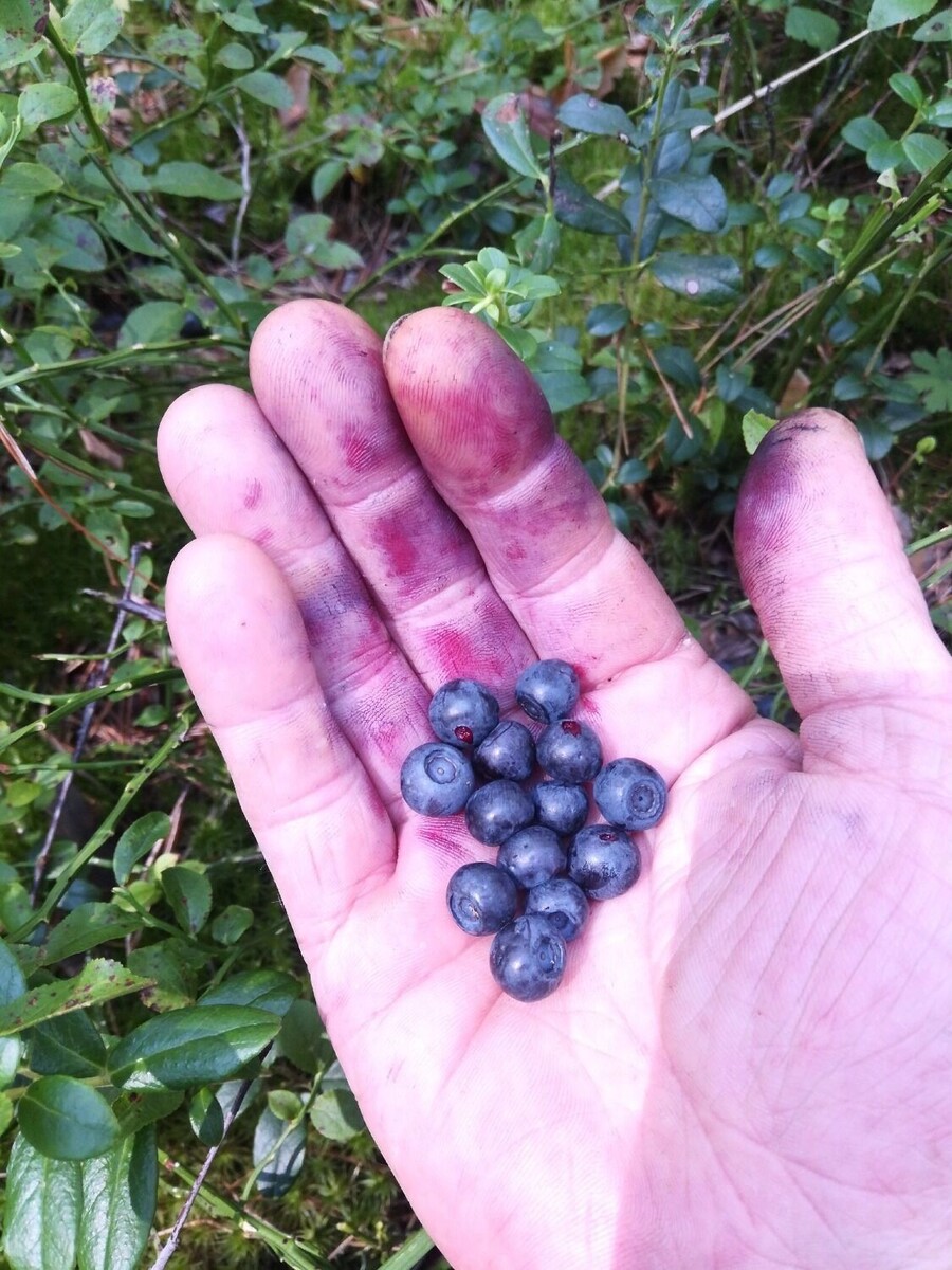     Источник: Группа ВКонтакте «Грибная Академия»