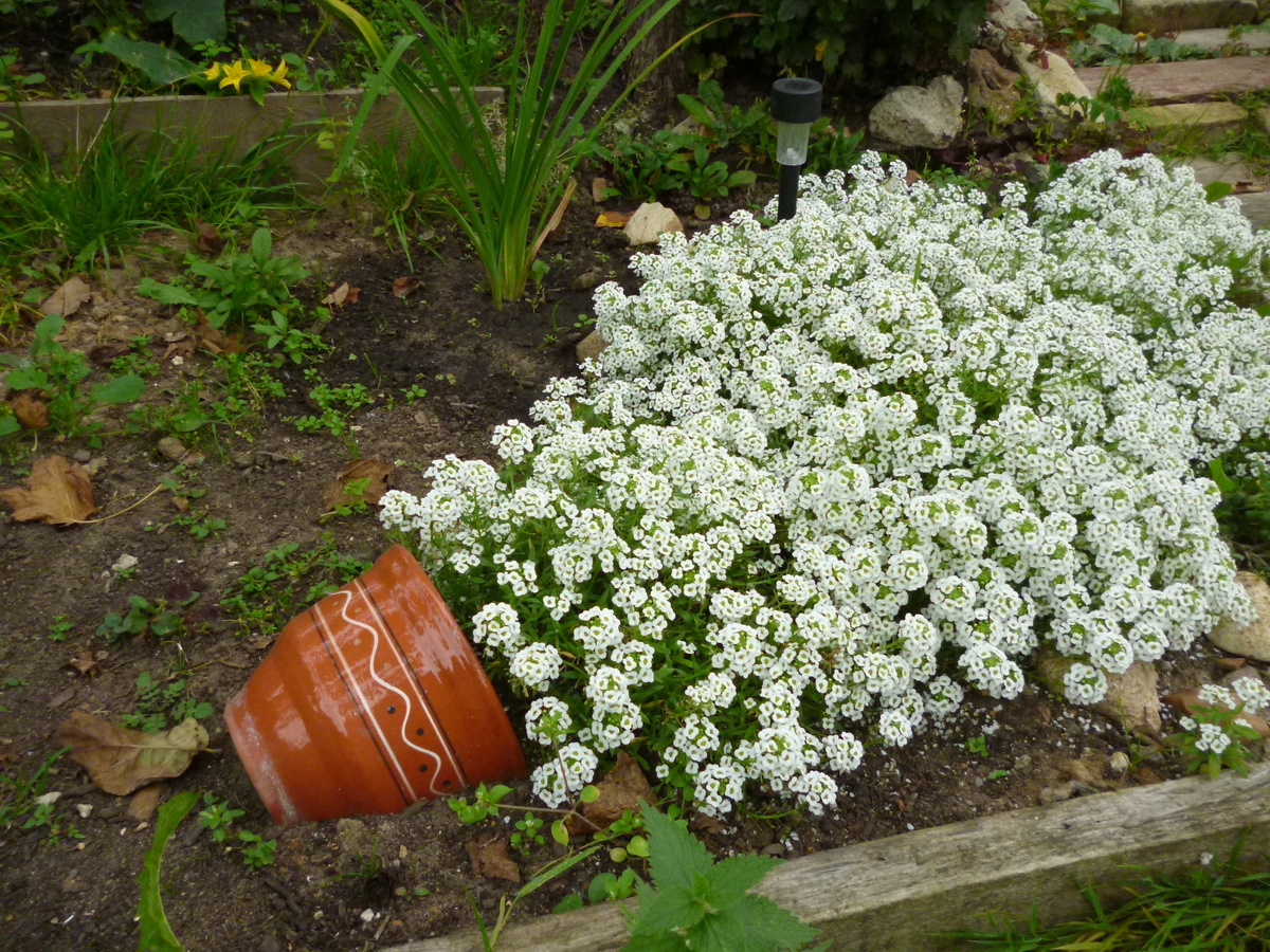 Алиссум