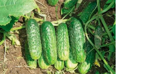 cucumbers growing in the garden with green lea