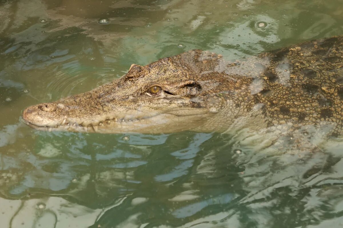    В Мексике крокодил съел упавшего с моста подростка