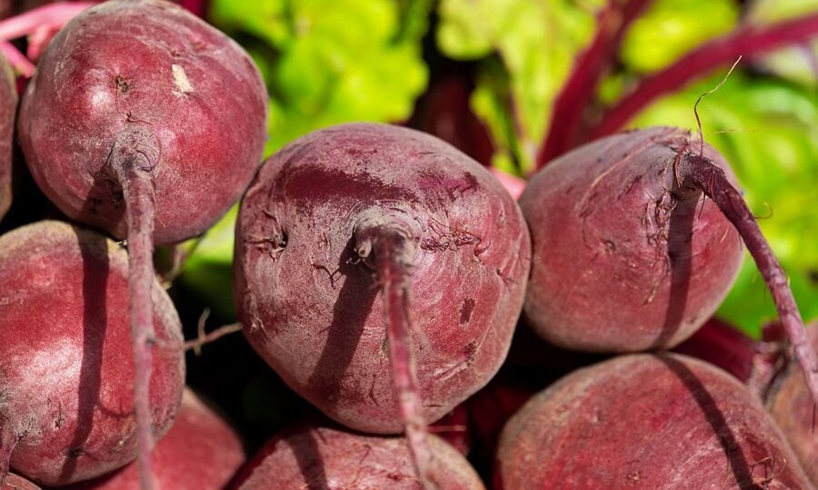 Чем подкормить свёклу в июле для сладости и богатого урожая