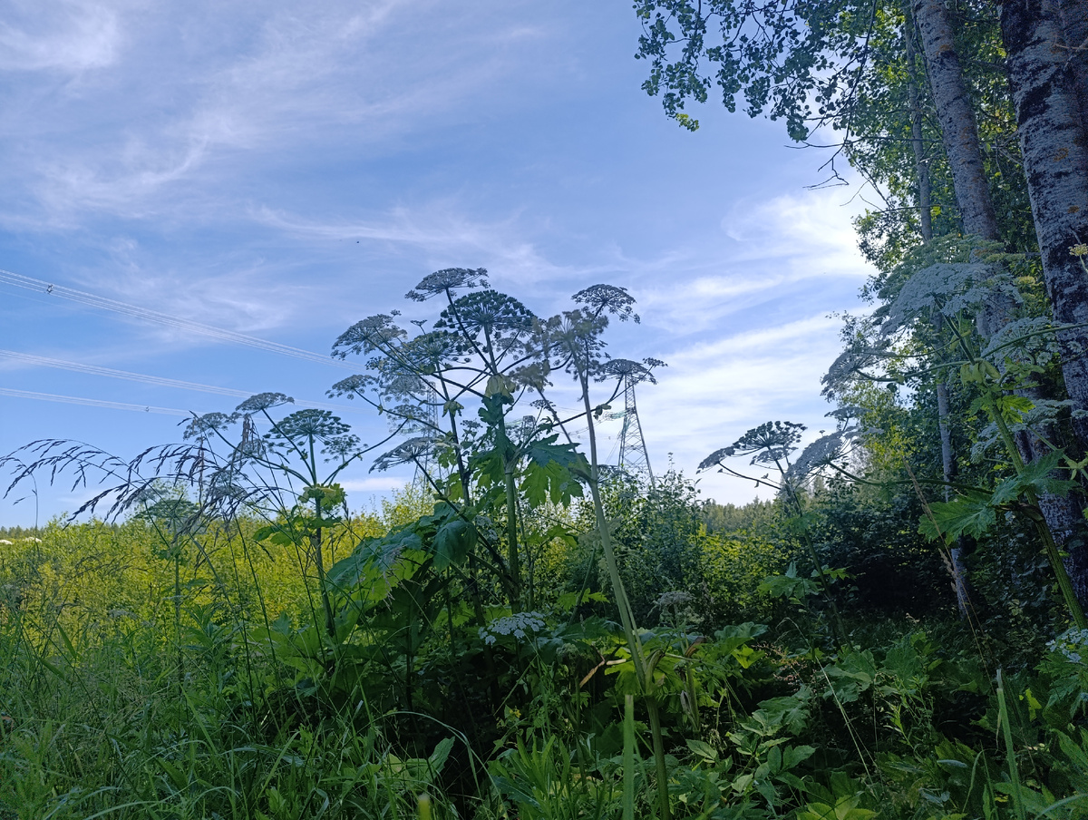 Триффиды по пути к монастырю 