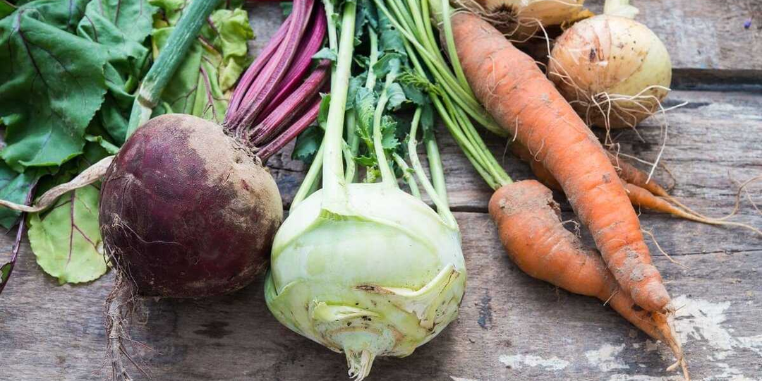 Определяем, когда правильно выкапывать морковь, редис и редьку