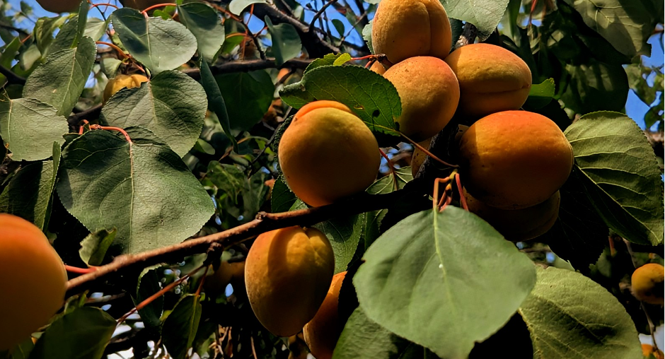 Абрикосовый бум: правда, которую вы не знали, от специалистов ЦОК АПК