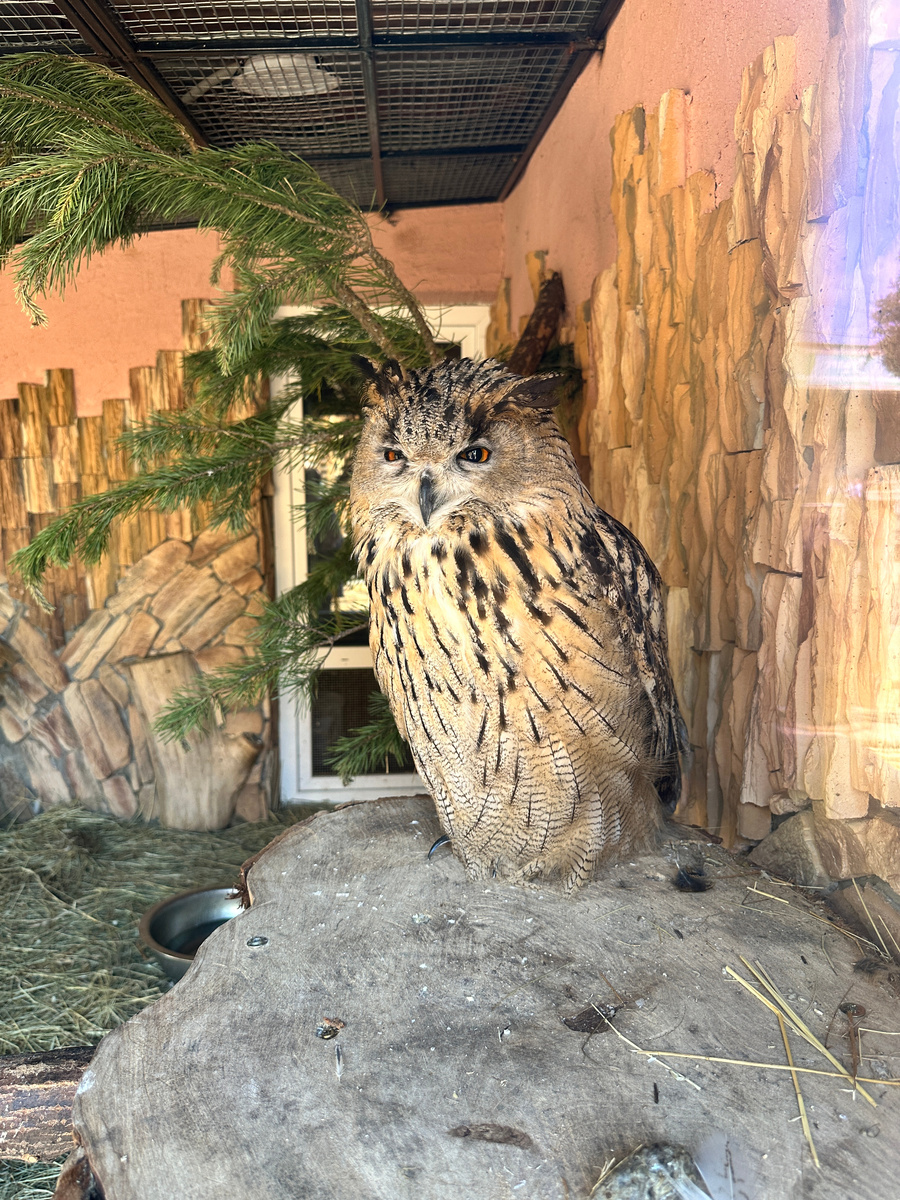 Фото автора. Филин