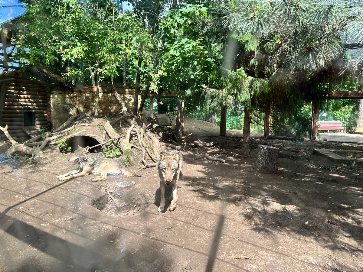 Фото автора. Волки