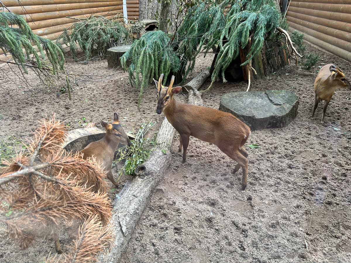 Фото автора. Мунтжаки