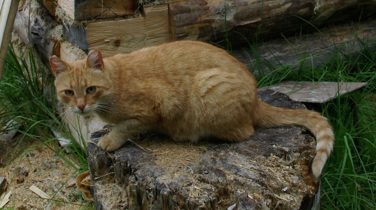    Фото: Baltphoto / Елена Яковлева