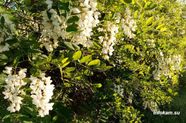    Белая акация в Камышине
