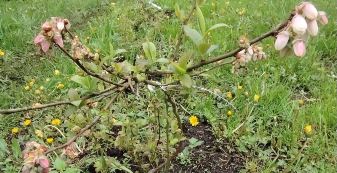 Голубика Река цветёт 25 мая