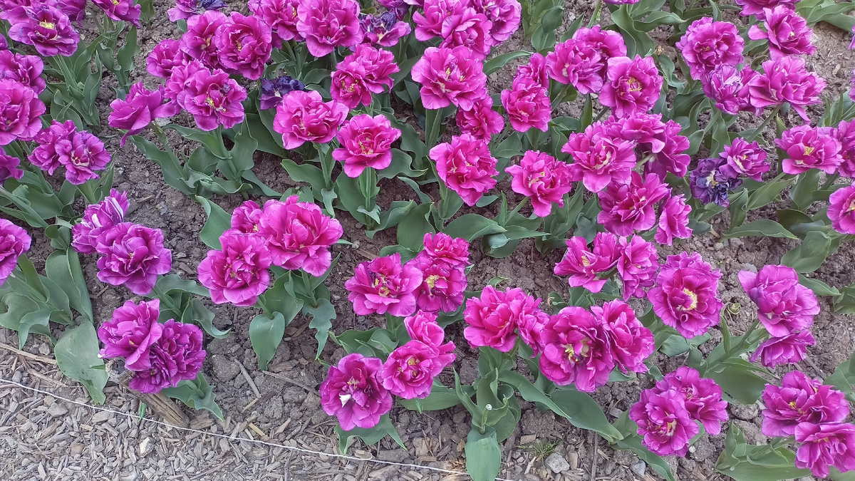 Пионовидные тюльпаны. Фото автора.