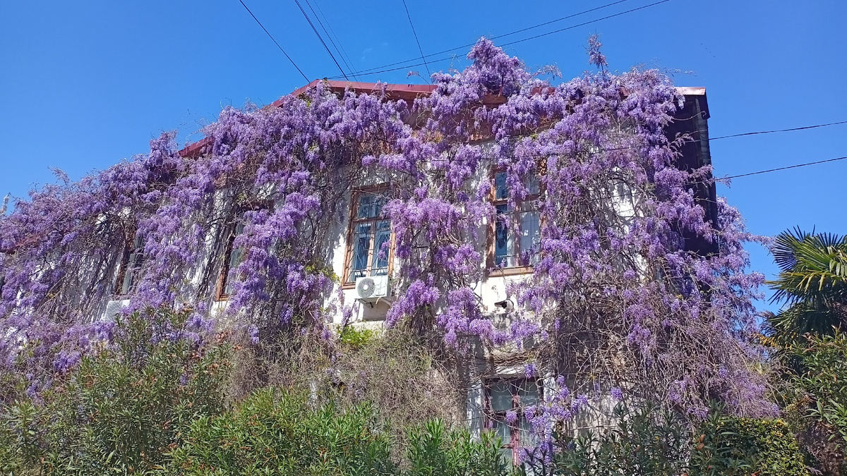 Глициния цветет. Фото автора.