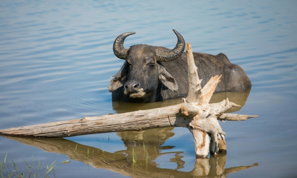 Кадр из фильма «Дикая природа Замбези»