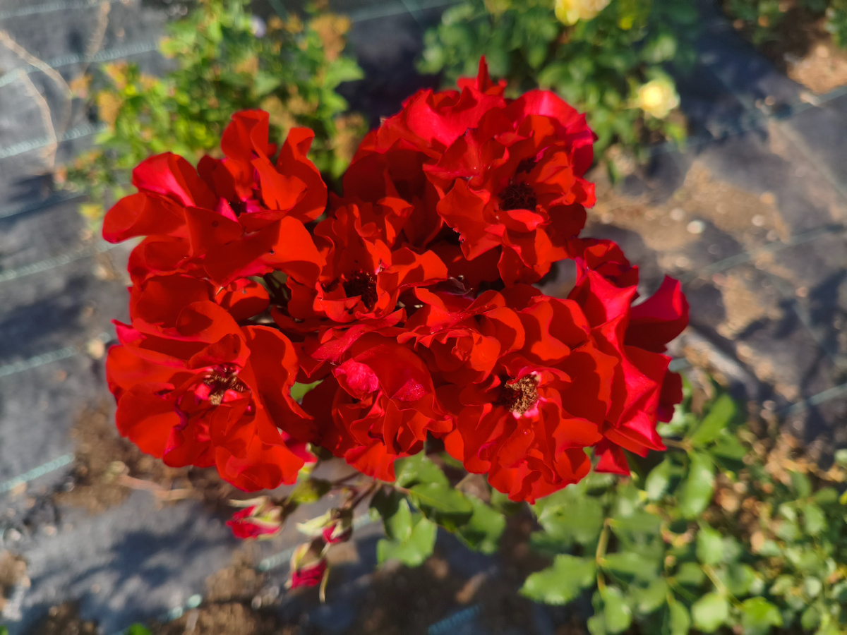 Ротер Корсар, флорибунда 