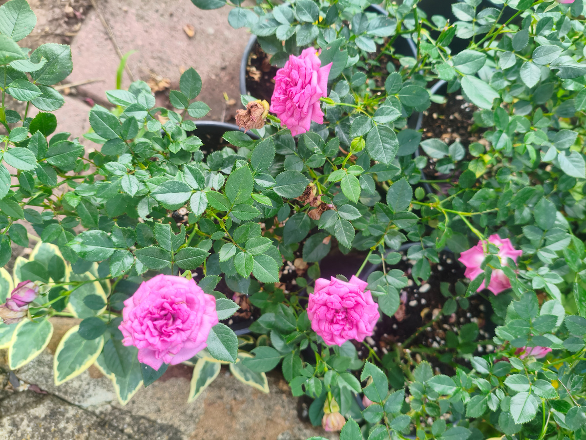 Розы патио после обрезки выдают новые бутоны, обрезаем только соцветия