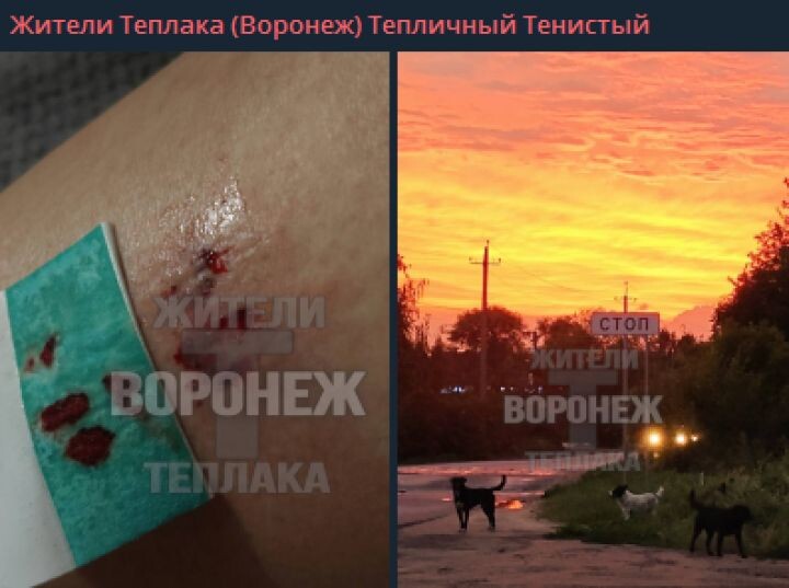    Фото: телеграм-канал "Жители Воронежа мкр Теплак"