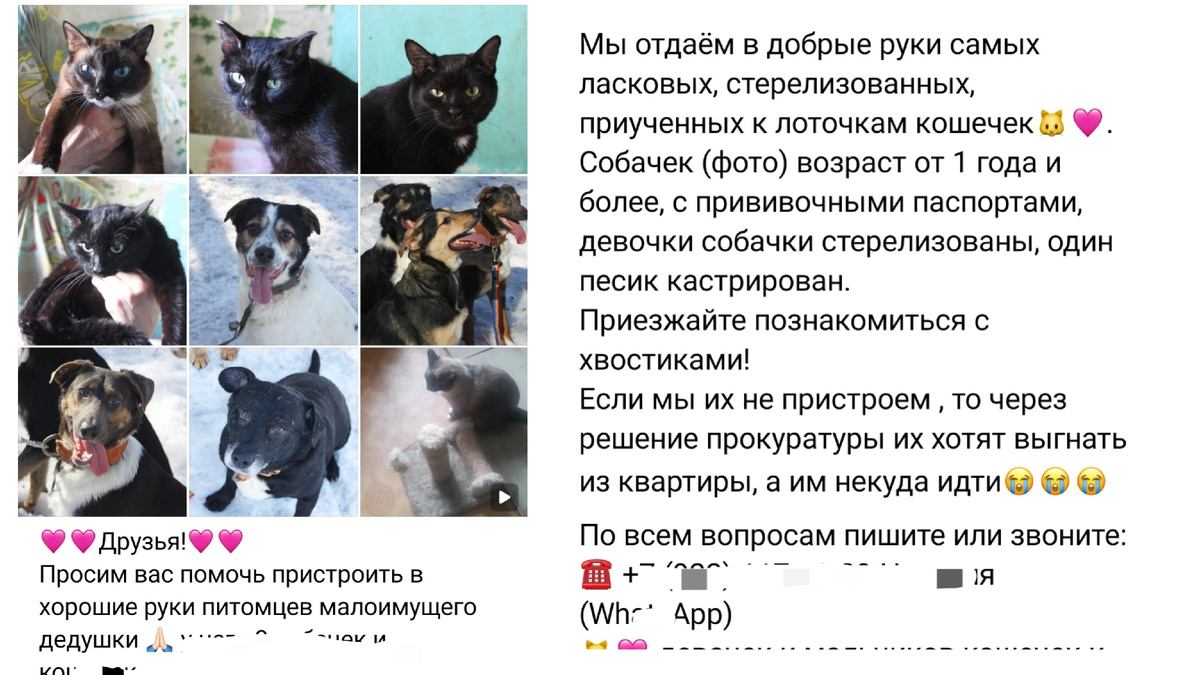 Молодых котиков и подросших щенков пристроили в добрые руки --->> ЕЩЕ ФОТО