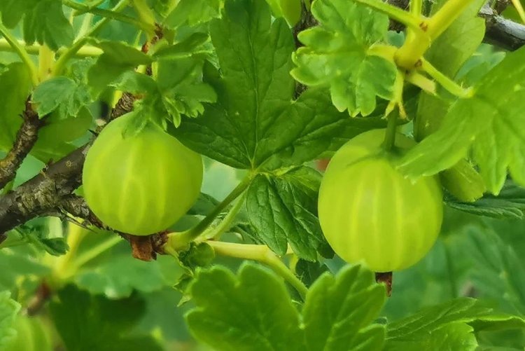    Фото: Лукьянов Дмитрий, AgroXXI.ru