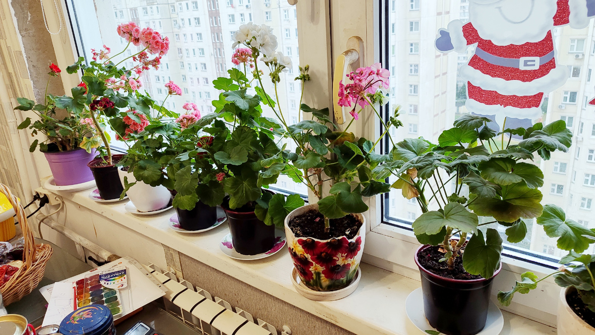 Очень вытянулись, нужна срочная обрезка