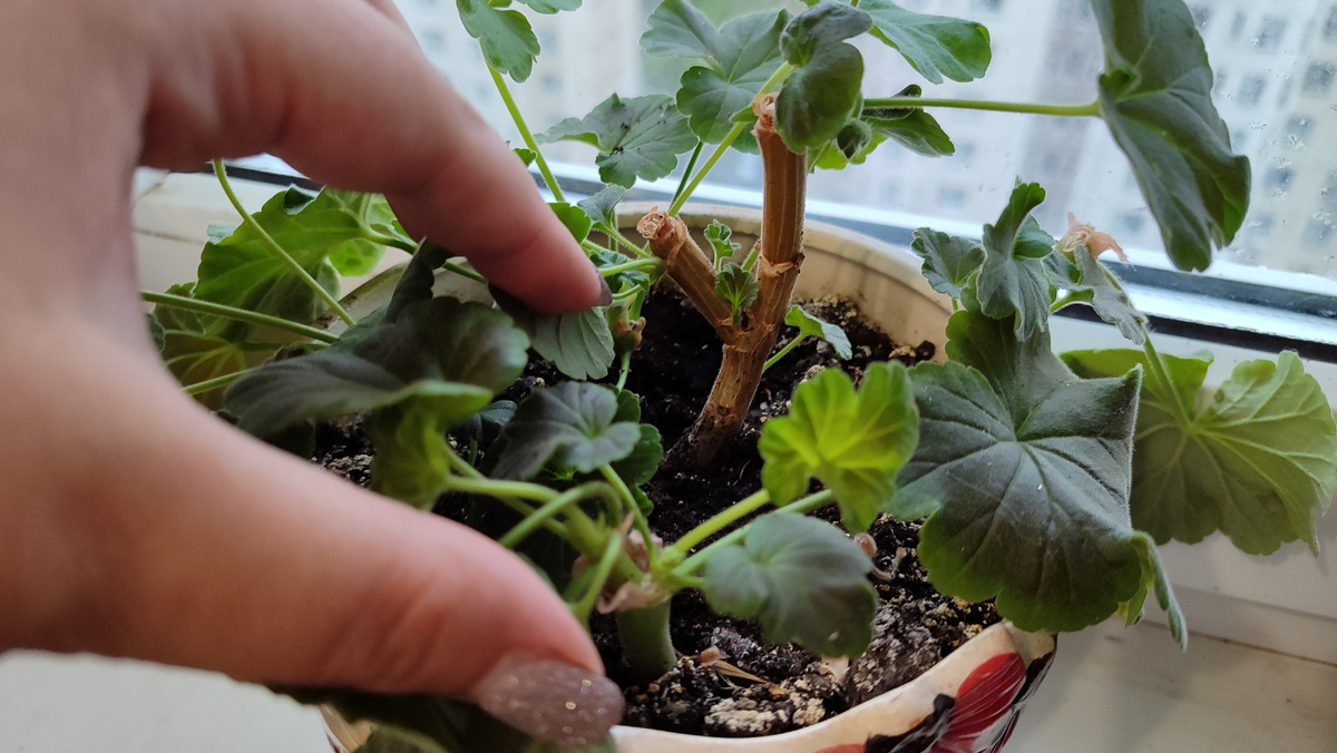 Найт Вайолет, обрезанная 3 недели назад