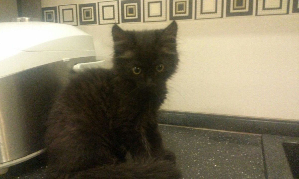 Жужа или Жора? Хозяева не сразу разобрались