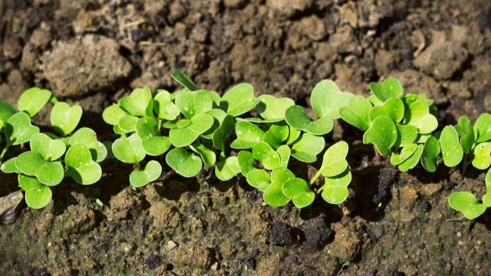 Редис взошел за 4 дня и уже показывает первые настоящие листья
