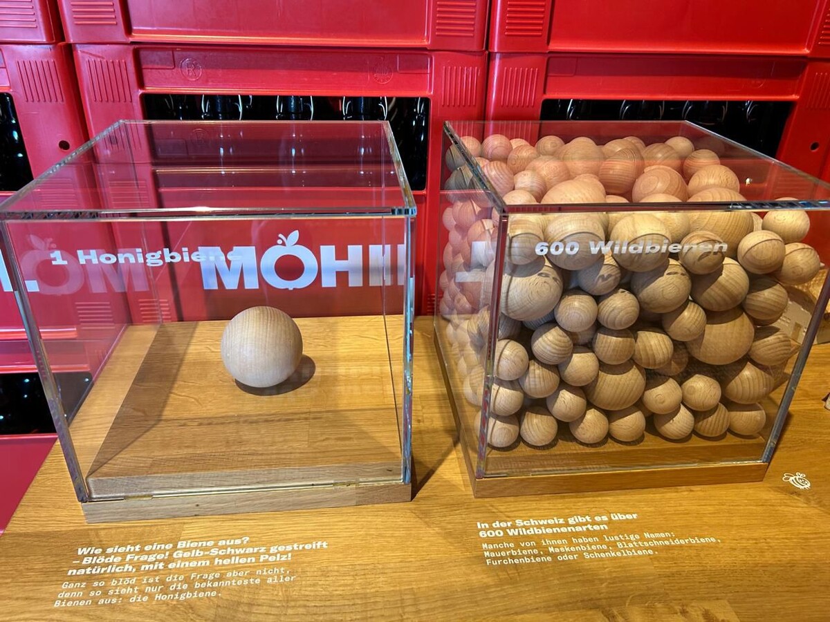 Один вид медоносной пчелы в кубе слева и 600 видов диких пчёл справа. Очень наглядно! 