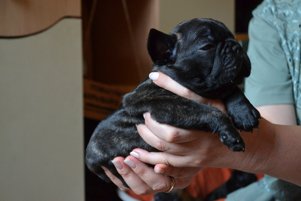 Забава не продается пока