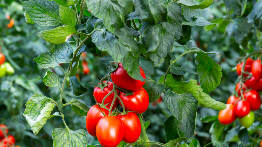 Результат разных методов подкормки 