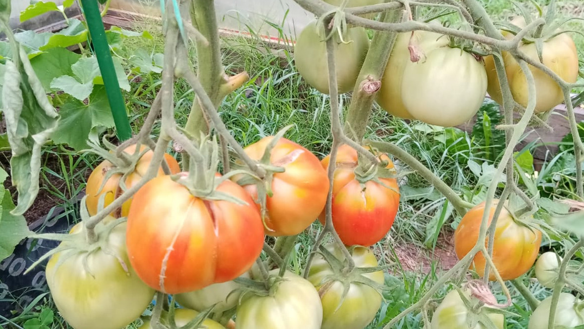 В августе на растении одновременно цветут, завязываются и созревают плоды