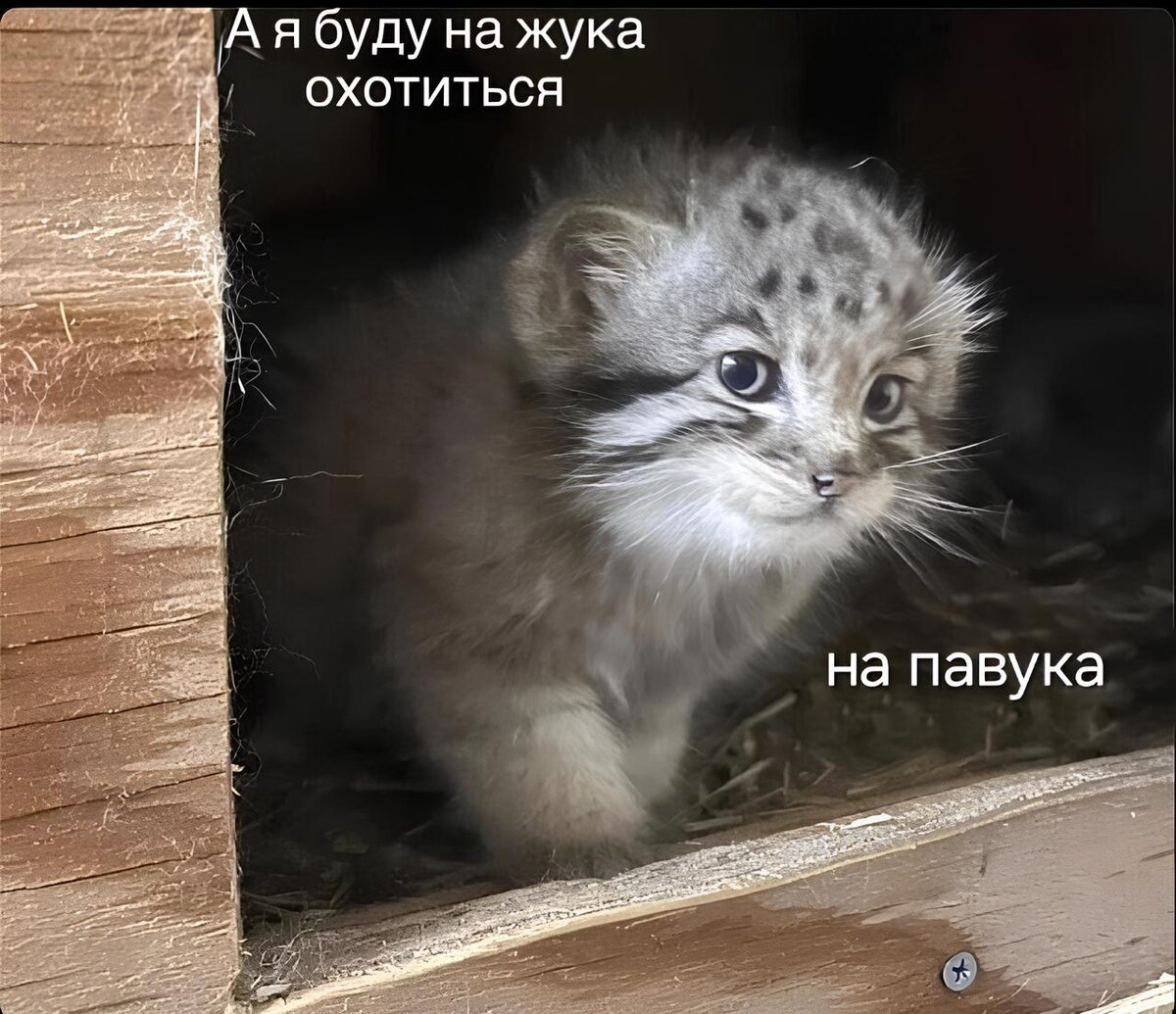    фото:Соцсети