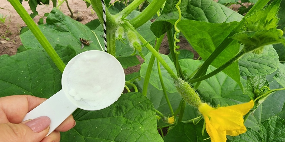 1 ст. л. на 10 л воды для полива огурцов. Избавляемся от пустоцветов и увеличиваем урожай