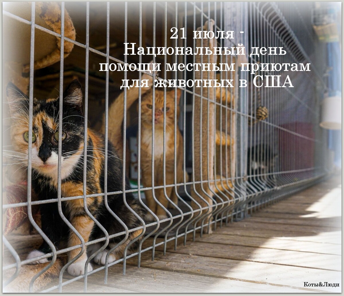 Коллаж автора