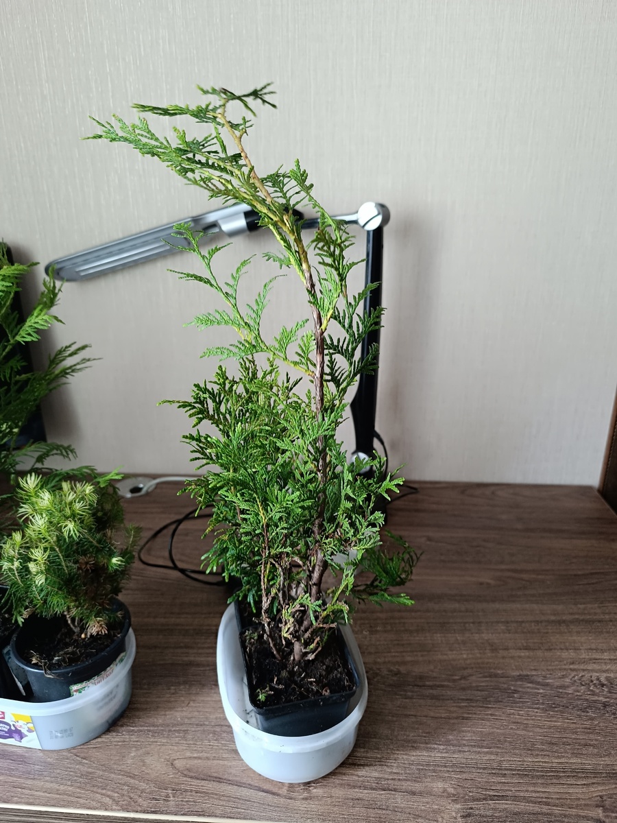 Ауреоспиката пришло