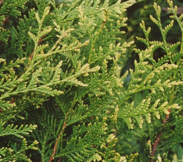 Ауреоспиката ожидание