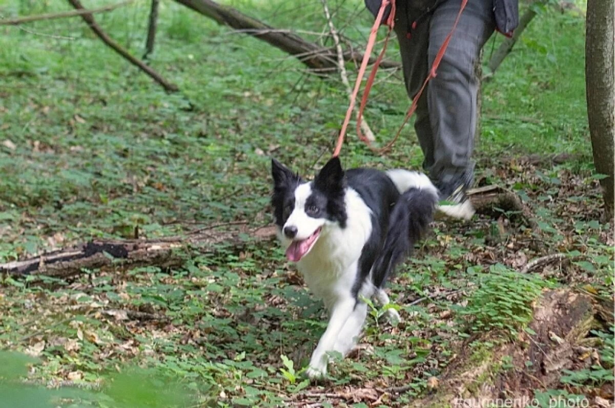    Стали известны подробности 10-дневных поисков тверской пенсионерки