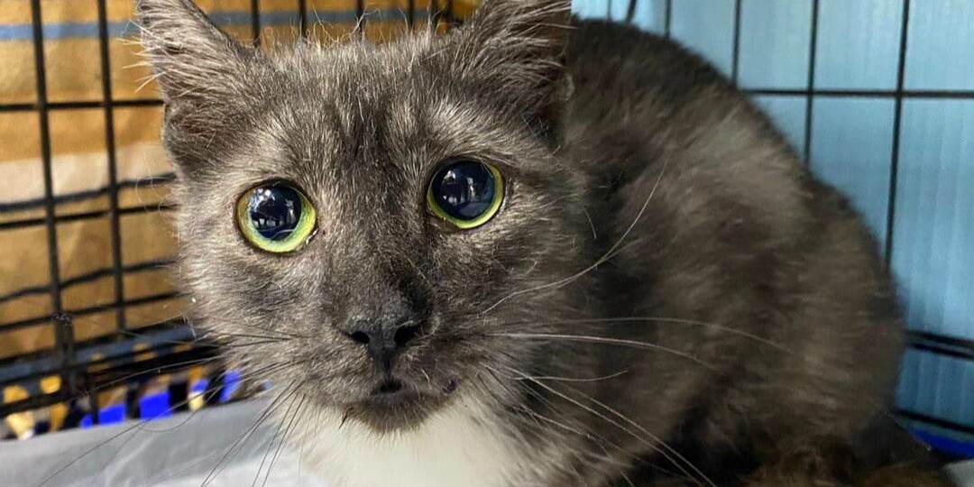 🆘 ПОСТ-ШАНС для стеснительной девочки Глаши. 🆘