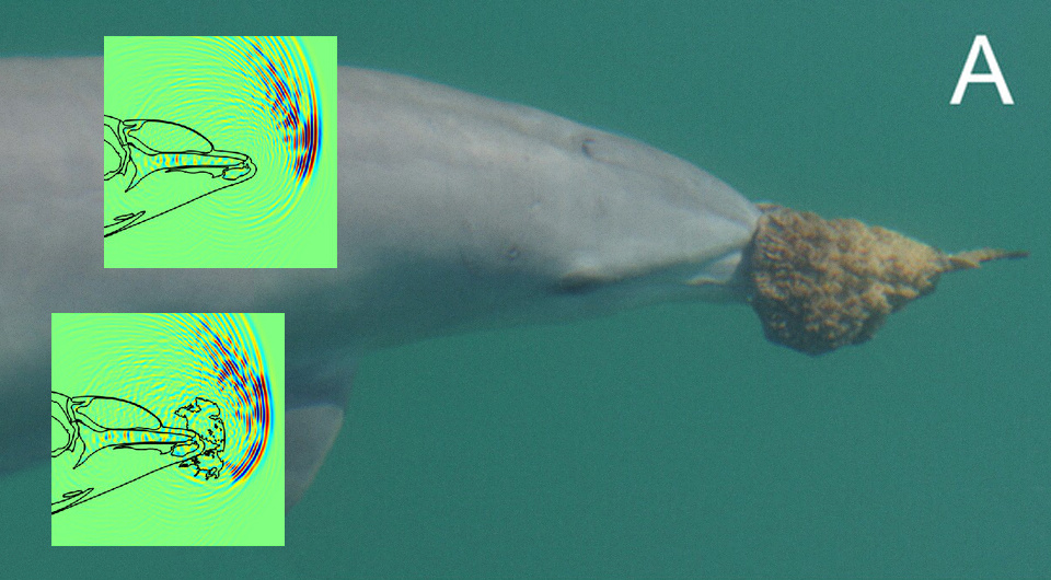   N + 1; Ellen Jacobs et al. / Royal Society Open Science, 2025