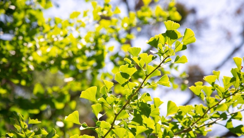      Фото: Валерия Алтухова / / ИА «Победа26»