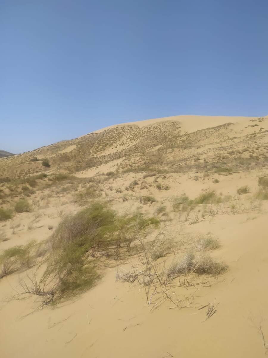 Бархан сарыкум 