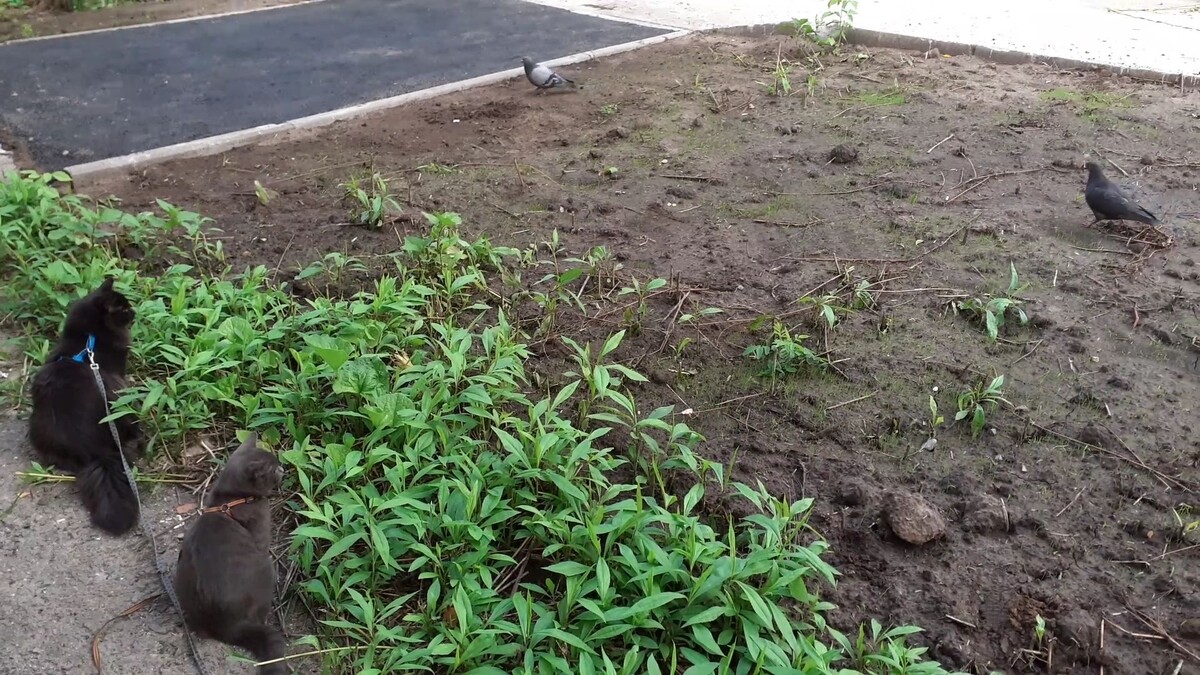 голуби обнаглели