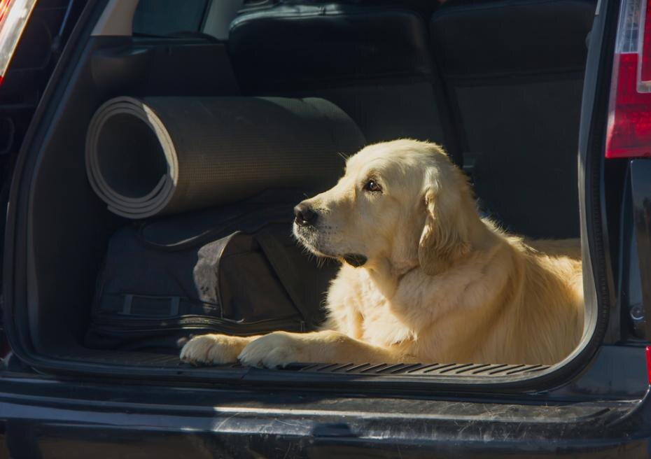    Shutterstock/FOTODOM