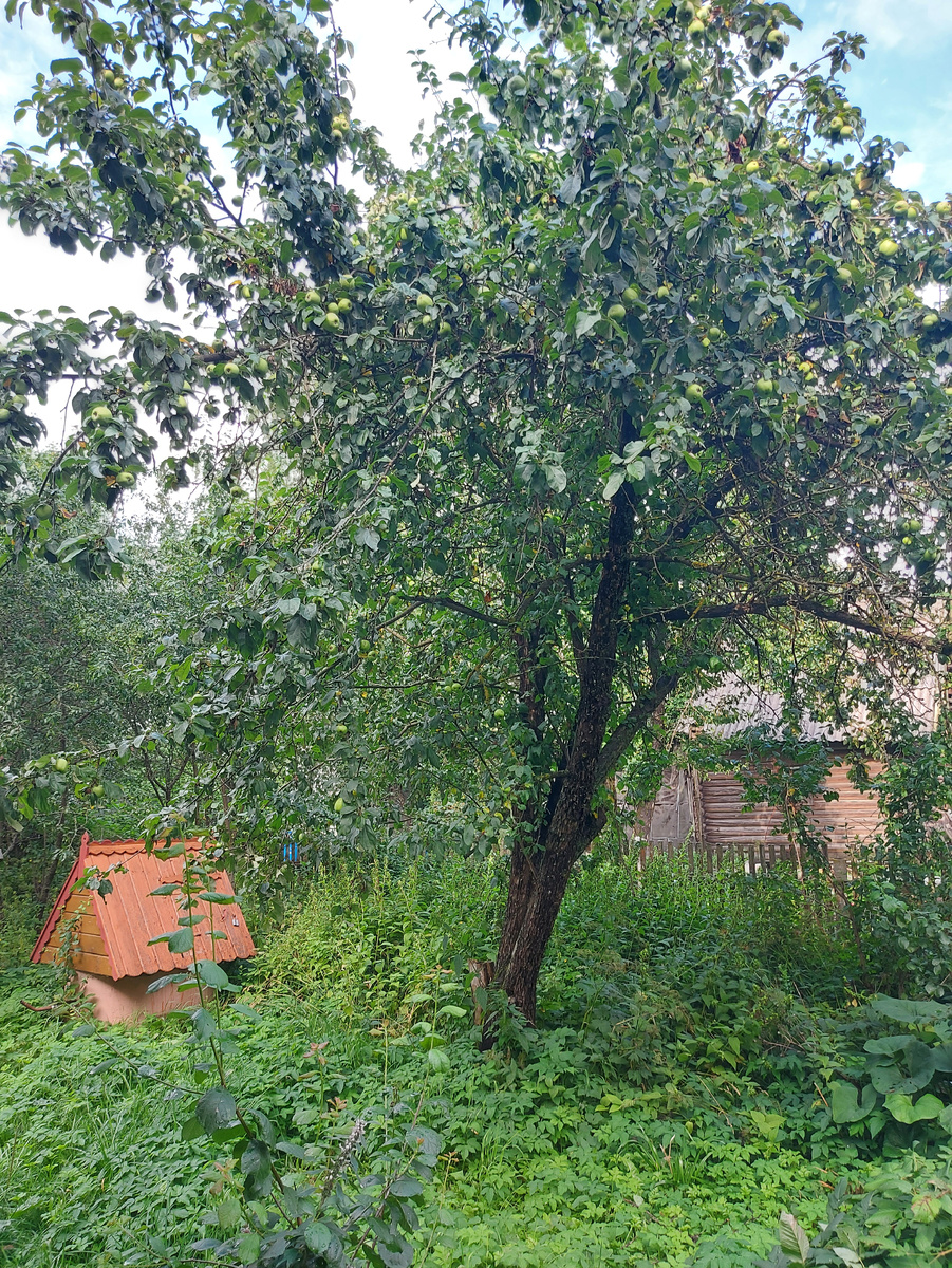 Яблоки виднеются. Антоновка. Ее не так много, летних сортов больше.