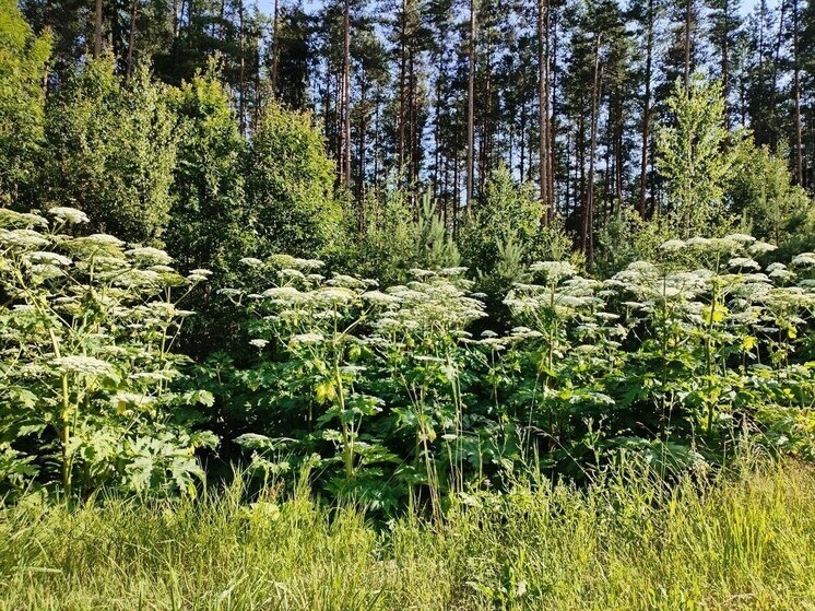     Денежное наказание за наличие растения на даче составляет от 20 до 50 тысяч рублей. Фото: Архив МК в Великом Новгороде