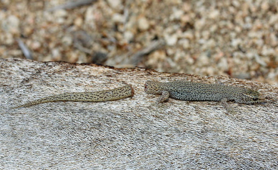 Тот самый момент: для хищника это триумф, а для ящерицы — начало гениального плана побега
