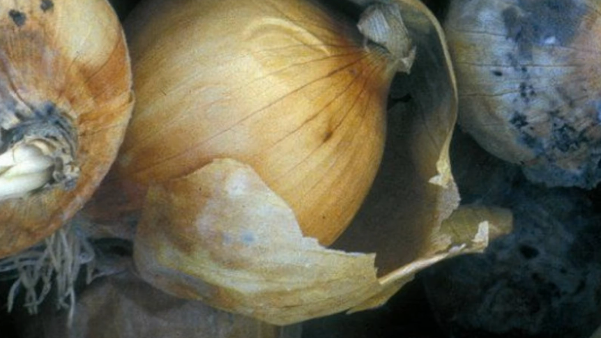 Так выглядел мой урожай каждую зиму до освоения правильной технологии хранения