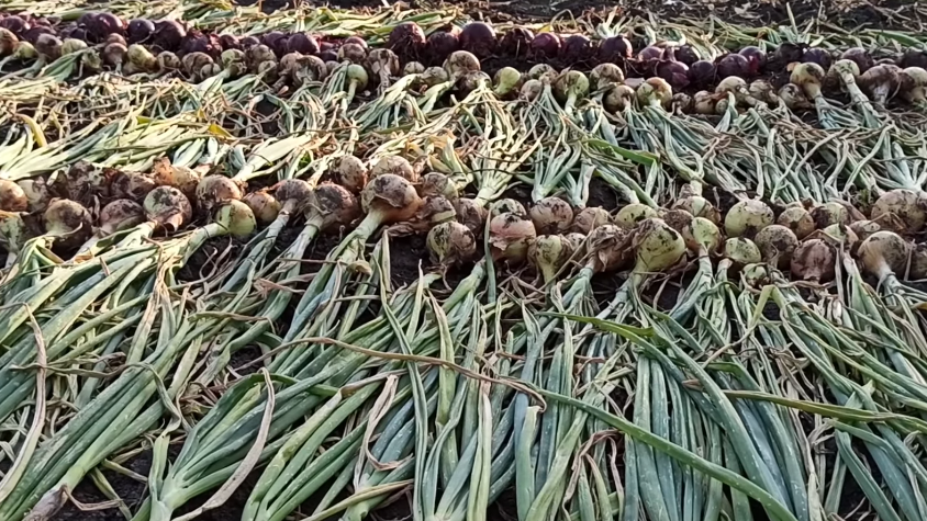 Так должен выглядеть лук после двух недель правильной сушки в тени