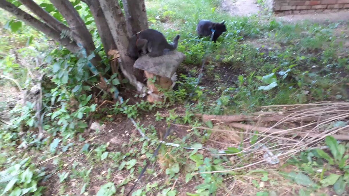 гуляют котики