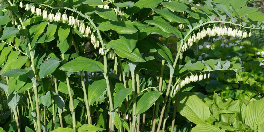 Купена — природная элегантность в тени